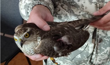 Раненую пустельгу спасли лесники национального парка в Баянауле