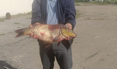 Крупных браконьеров задержали в Павлодаре