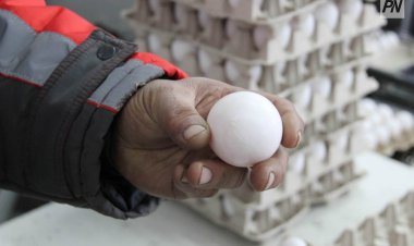 Три района привезут сельхозпродукцию в Павлодар