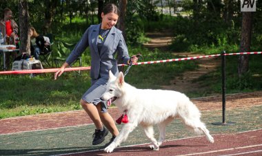 В Павлодаре собаки редких пород собрались помериться красотой и статью
