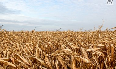 Мажилисмен предложит объявить ЧС в Павлодарской области из-за засухи