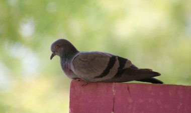 Домовладельца в Лондоне разорили голуби