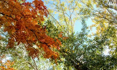 Грозу и туман прогнозируют 16 сентября в Павлодарской области