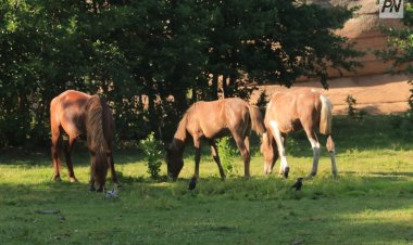 В национальном парке Павлодарской области стало больше животных