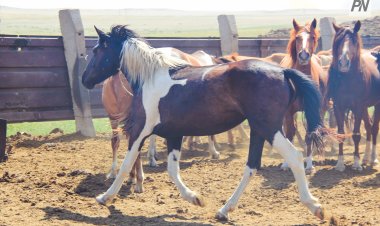 Биыл Павлодар облысында жылқыларда сақау ауруы тіркелмеді