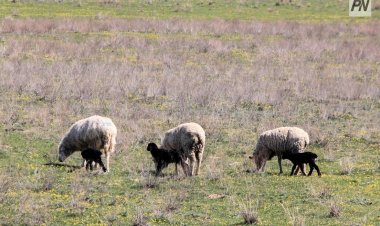 Павлодар облысында екі көлік қойларды қағып кетті