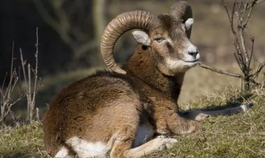 В Павлодарской области подсчитали архаров