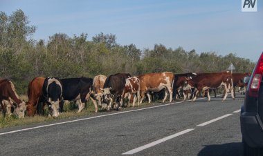 Павлодар облысында малын қараусыз жіберген ауыл тұрғынына айыппұл салынды