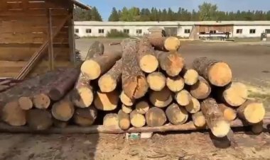 В павлодарском лесничестве расхищали лес