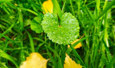 26 сентября в Павлодарской области будет небольшой дождь