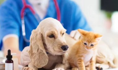 Павлодарцам напомнили об опасности бешенства