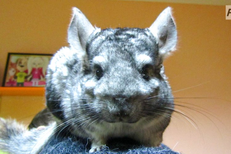 Концерт порно шлюха әйелі П Андерсон анальды порно