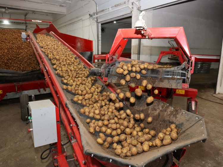 Каждая четвертая казахстанская картошка – родом из Павлодарской области