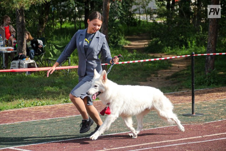 В Павлодаре собаки редких пород собрались помериться красотой и статью