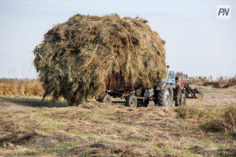 Аққулы ауданында қысқа жем-шөп қоры жеткілікті