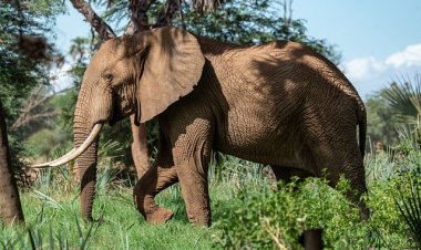Африканские зоозащитники спасли слона от капкана