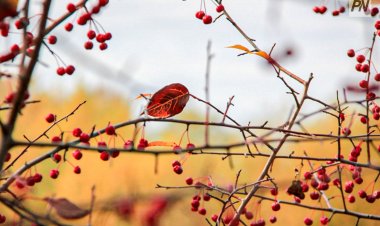 4 қазанда Павлодар облысында күн ашық болады