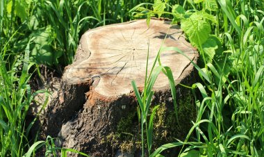 Культовое дерево Англии срубил подросток-вандал