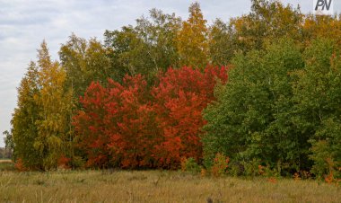 Туманно будет в Павлодарской области 5 октября