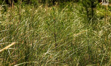 Павлодар облысының ормандарында көшеттер отырғызу басталды