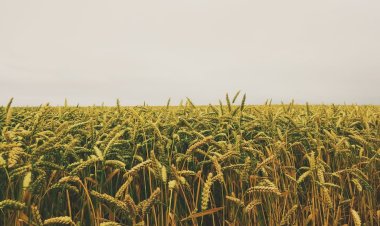 Ертіс ауданында Президенттің Жолдауы талқыланды