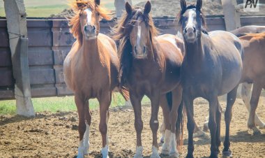 Павлодар облысында жедел уәкіл ұрланған табынды ішкі істер бөліміне айдап әкелді