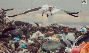 Целлофан басты: Баянауылдағы ауылда қоқыс орны қоршалады