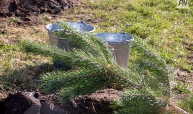 Парк мечты создадут в Павлодарском районе