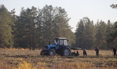 Павлодар облысында күзгі орман отырғызу жұмыстары басталды