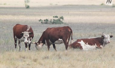 Ақсу ауылдық аймағында қараусыз жүрген мал иесіне айыппұл салынды
