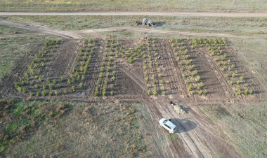 Надпись из деревьев появилась в Павлодарской области