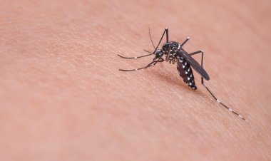 В Италии заметили аномально высокую активность комаров