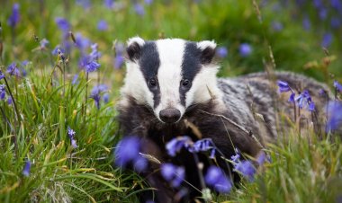 В Павлодарской области барсук попал в фотоловушку (ВИДЕО)