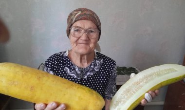 Павлодар ауданында зейнеткер гигант қияр өсірді