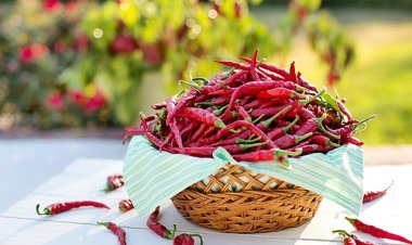 В США вырастили самый острый перец чили в мире