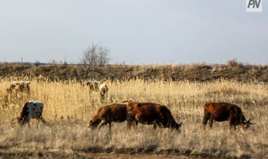 Баянауылдық металлаург, экономист: Ауылға көшуден қорықпау керек