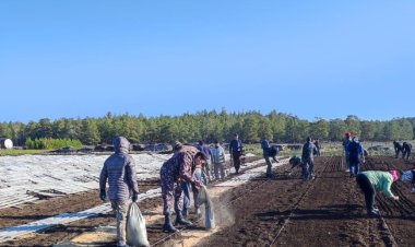 Баянауыл ұлттық саябағына Қызыл кітапқа енген ағаштар егілді