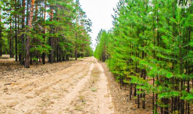 Павлодар облысында тек қана қарағай ағаштары отырғызылуда