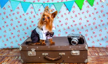 В Нью-Йорке показали собачью моду