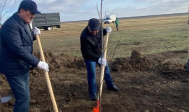 Сорок тысяч саженцев высадили в Казахстане