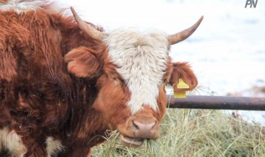 Сколько жителей Павлодарской области заболели бруцеллезом