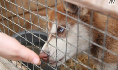Павлодар облысында қаңғыбас иттерді ұстайтын изоляторлар салынады