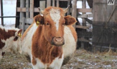 Павлодар облысында сібір жарасы ауруы тіркелмеді