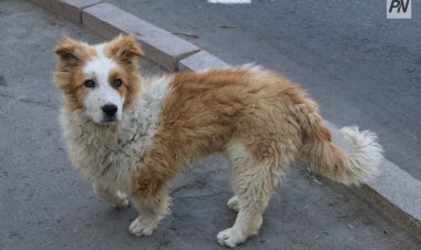 В Павлодарской области создадут временные пристанища для бездомных животных