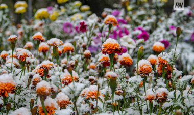 Снег и метель ожидают в Павлодарской области 30 октября