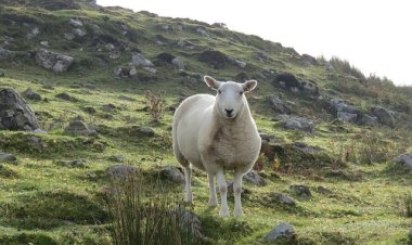 В Шотландии запланировали операцию по спасению овцы
