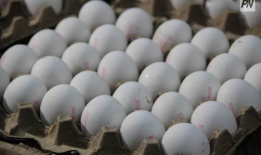 Елімізде жұмыртқа өндірісі азайды