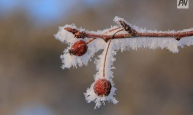 31 қазан күні Павлодар облысында қар аралас жаңбыр жауады