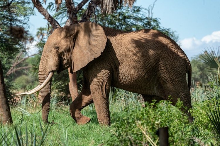 Африканские зоозащитники спасли слона от капкана