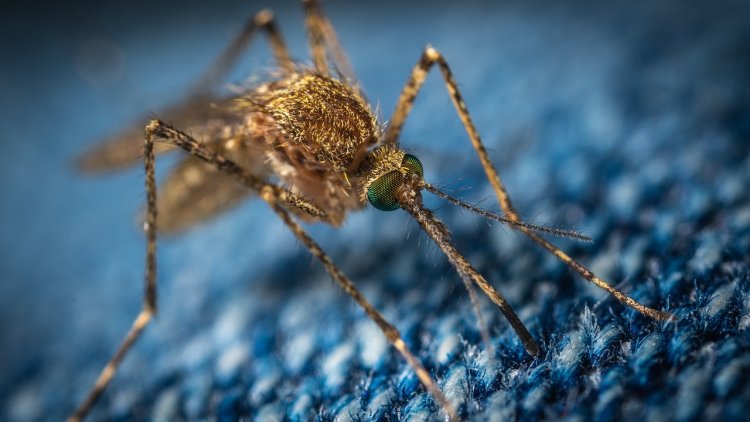 Укус комара вызвал паралич у жительницы США